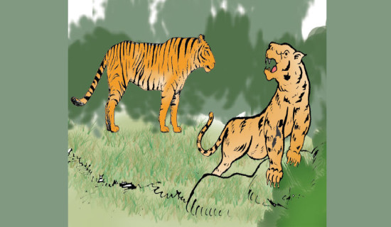 Man-eater tiger of Dodhara brought under control