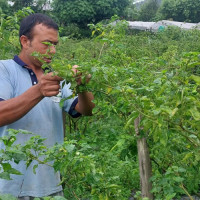 Bajura farmers worried about market for apples