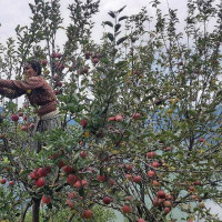 Returnee migrant makes good income from Akabare chilly farming