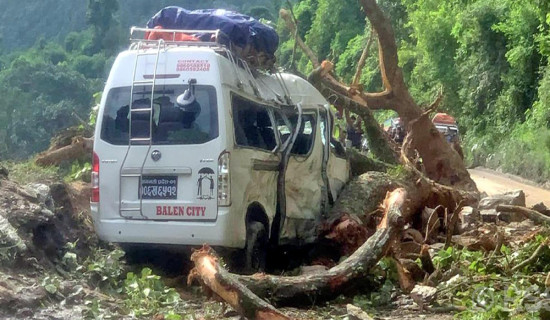 Nine passengers injured after falling tree hits moving micro bus