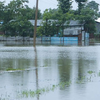 Paddy plantation nears completion, 96% plantation completed nationwide