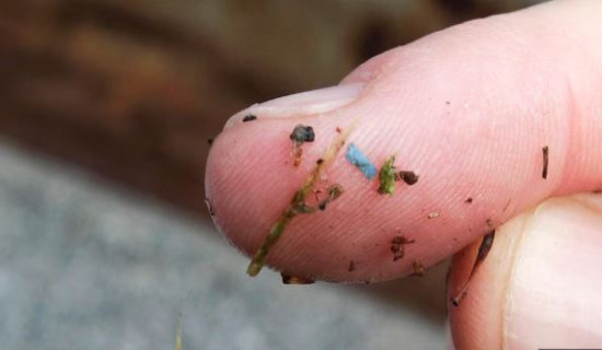 Microplastics are everywhere, but are they harming us?