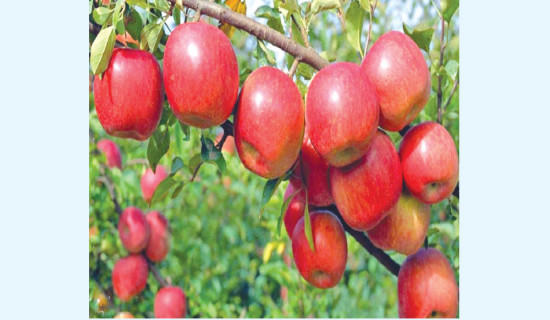 Hybrid apple farming expanding in Manang