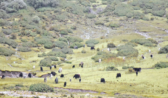 Yak festival begins in Topkegola