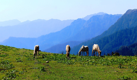 Horses grazing at Baglung's Rig Lake area