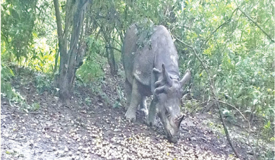 Rhino plays crucial role in forest expansion: Study