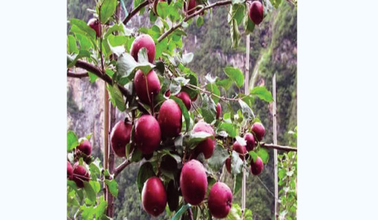 Kalikot farmers busy picking apples