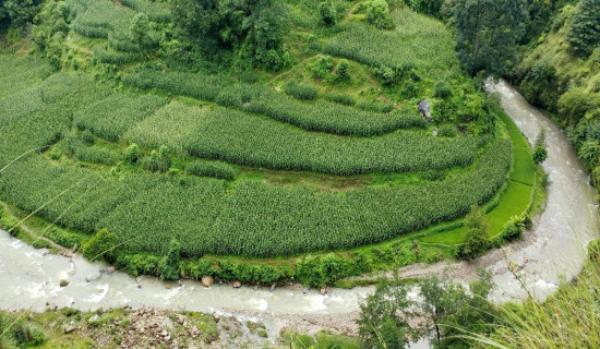 Maize crops in Balthali