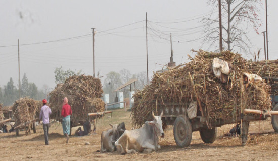 Sugarcane farmers await subsidy of last year