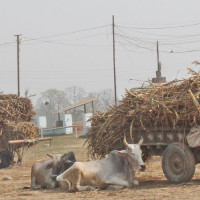 Subsidy brings milk production boost in Syangja