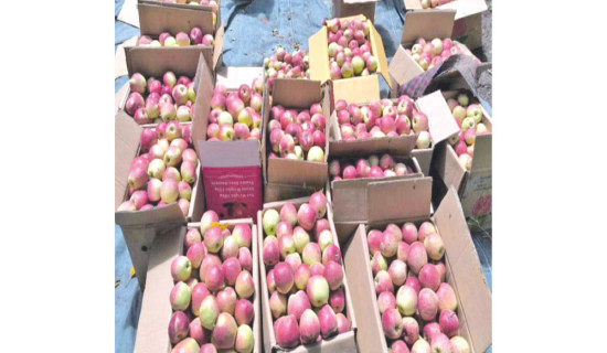 Jumla farmers begin to harvest apples