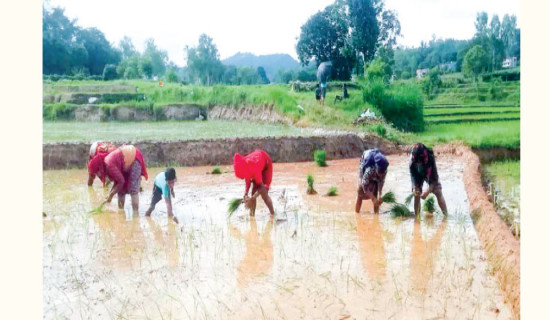 Paddy plantation completes nationwide