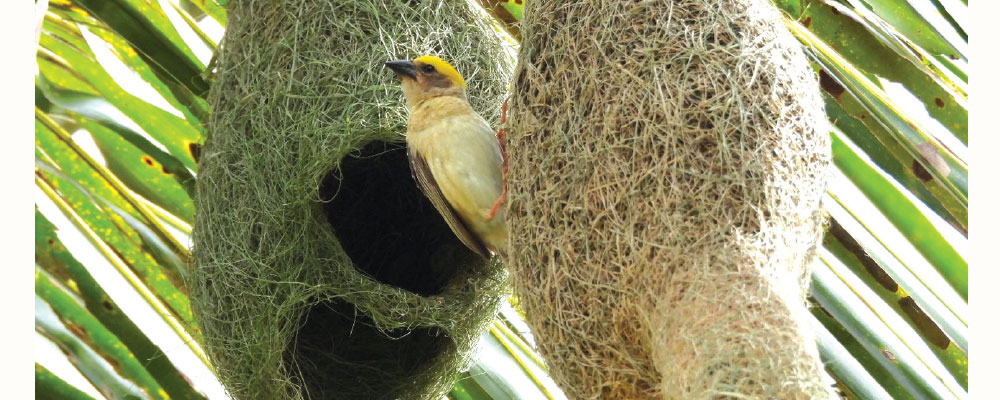 Baya weaver bird population decreasing