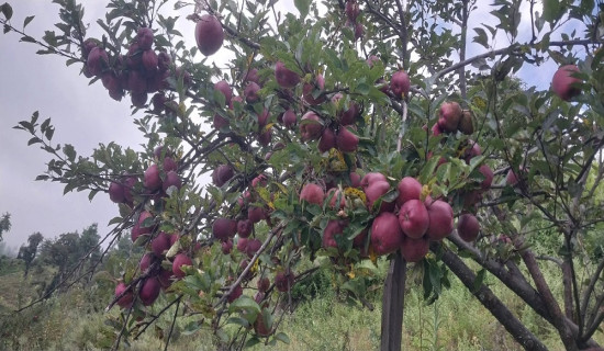 Bajura's organic apples reach market