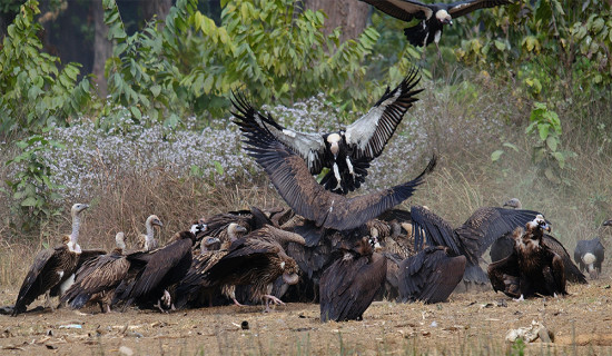 Vultures up by 22% in Pokhara and surrounding areas