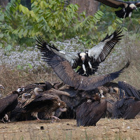 Atwari Festival being observed in Western Tarai