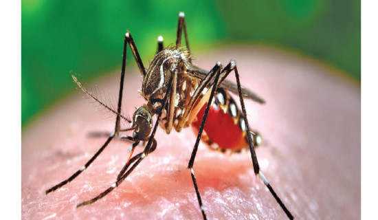 Japanese encephalitis in Banke, patient's health condition normal