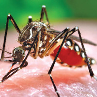 Dengue cases witness sharp rise