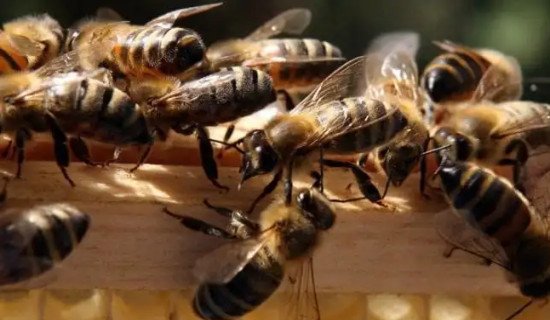 Study team in Jumla after honeybees began dying