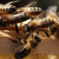 Parasites, pesticides, malnutrition behind reasons on death of honeybees in Jumla