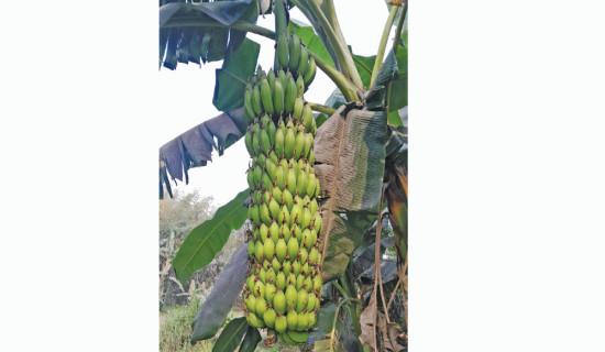 Pesticide-laden raw banana found in Birtamod market