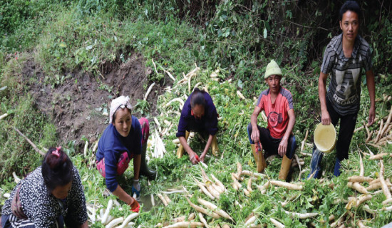 Panchthar farmers busy harvesting radishes