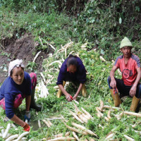 Nepal's vegetables being exported to Qatar