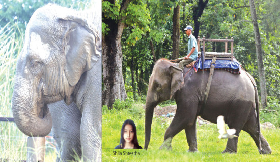 Devastating Impact Of Ivory Trade On Elephant Population