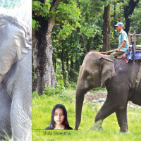 Chitwan: A Star Destination In Nepal’s Tourism