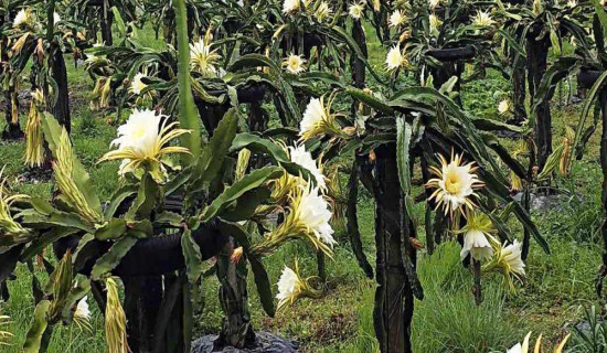 Returnee migrant opts for dragon fruit farming