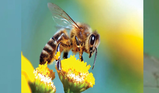 Parasites, pesticides, malnutrition behind reasons on death of honeybees in Jumla