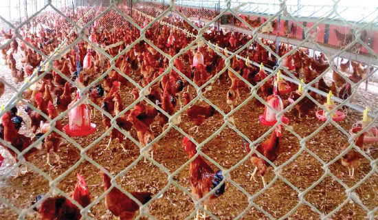 Khajura Poultry Farm sells 172,000 chicks