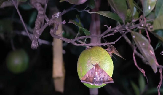 Moths assail junar orchards causing significant damage