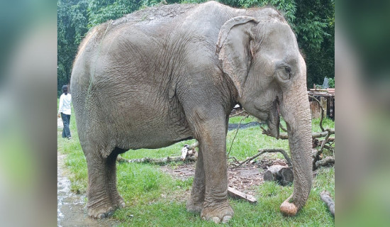 Elephants moving  beyond protected areas