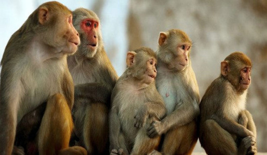 Growing monkey menace troubles Devghat locals