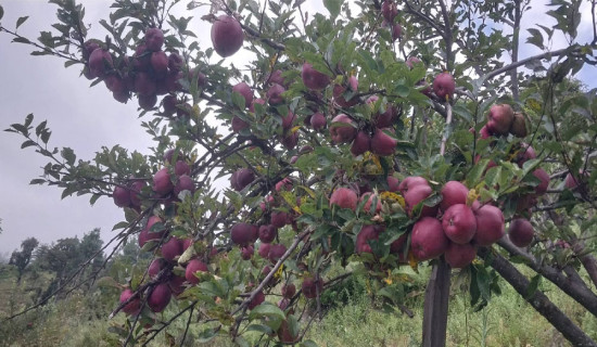 Bajura farmers sell apples worth over Rs. 10 mn