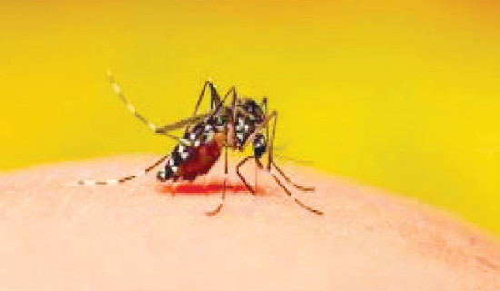 Dengue outbreak looms ahead of Dashain festival