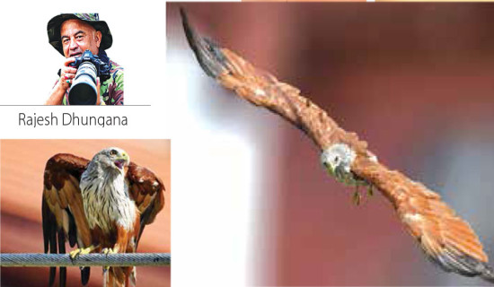 Brahminy Kites' Reappearance In Kathmandu