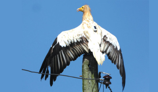 GPS tracking of endangered vulture begins