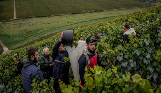 Climate change and harsh weather in France bring challenges to Chablis wine country