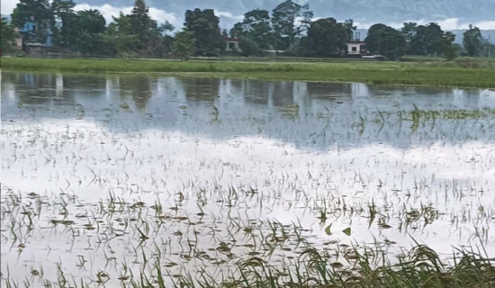 Rains and floods damage paddy crops in Nawalpur