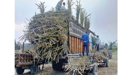 Mahottari sugarcane farmers to get subsidy before Dashain