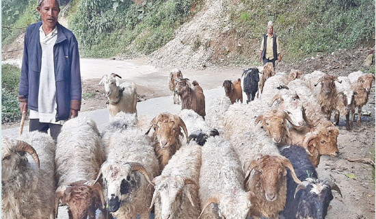 Demand of sheep declines