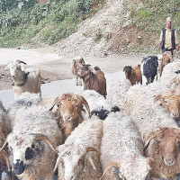 Vehicular movement from Taplejung at standstill after flood washes away Bailey bridge