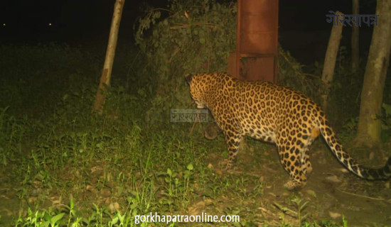 Toddler eating leopard captured after 18 days