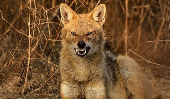 10 injured in jackal attack