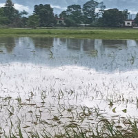 Farmers left with nothing as near-harvest paddy is washed away