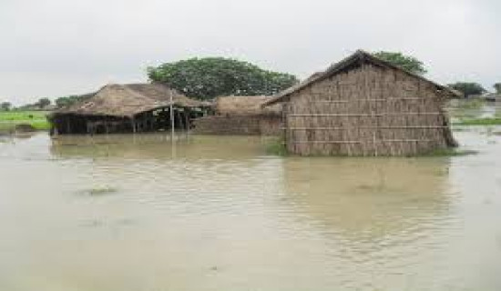 Farmers left with nothing as near-harvest paddy is washed away