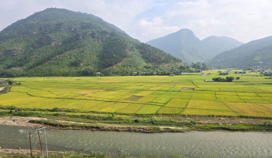 Beautiful paddy field at the Sharada stream banks