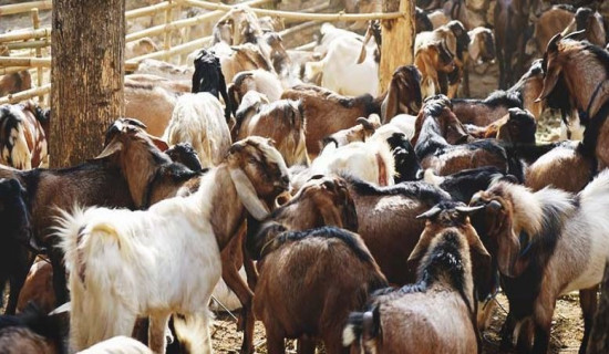 FMTC to sell goats, chyangras in valley from today